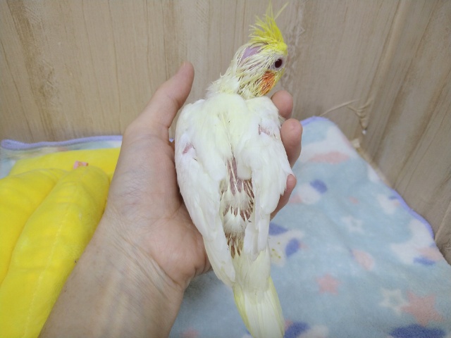 オカメインコ