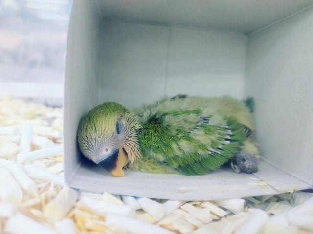 コザクラインコ（小桜インコ）