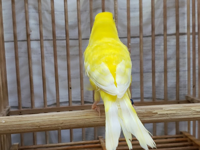 レモンカナリア