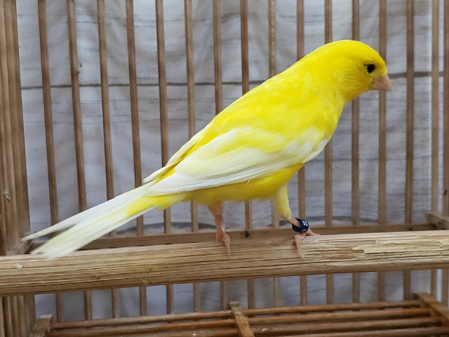 レモンカナリア