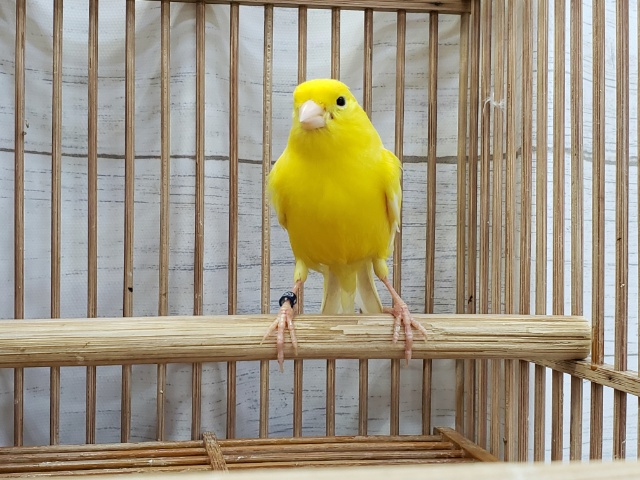 レモンカナリア