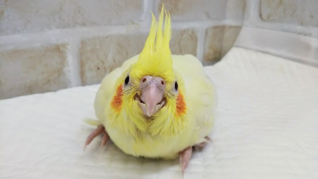 オカメインコ