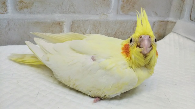 オカメインコ