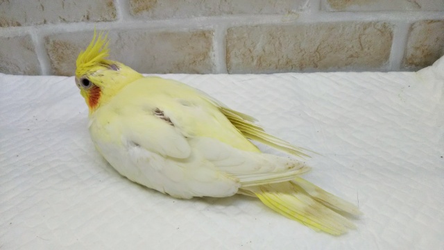 オカメインコ