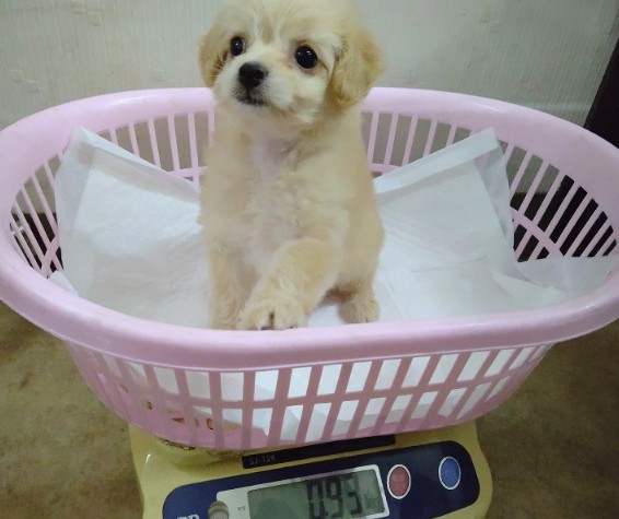 最新!お腹もっちり!MIX犬(チワワ×トイプードル) 女の子♪ チワプー