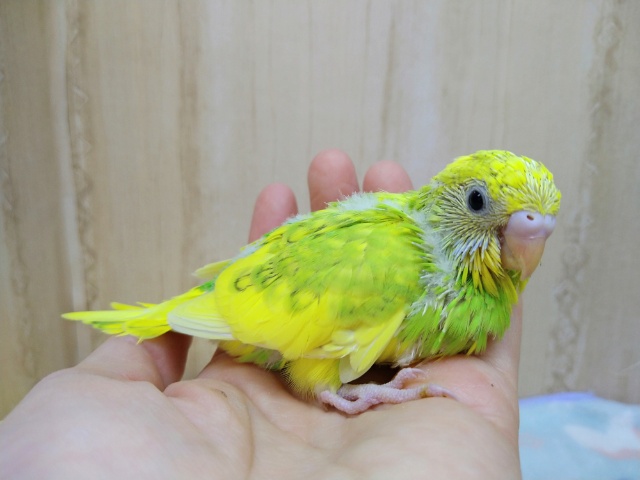 セキセイインコ