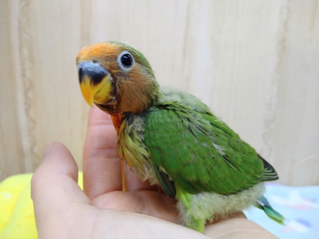 八重桜インコ（ヤエザクラインコ