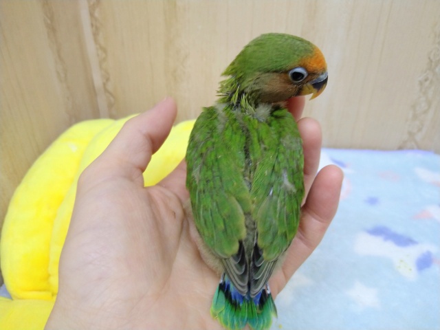 八重桜インコ（ヤエザクラインコ