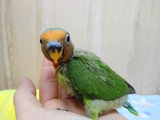 八重桜インコ（ヤエザクラインコ