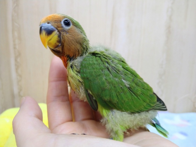 八重桜インコ（ヤエザクラインコ