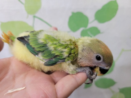 コザクラインコ（小桜インコ）