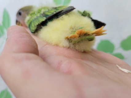 コザクラインコ（小桜インコ）