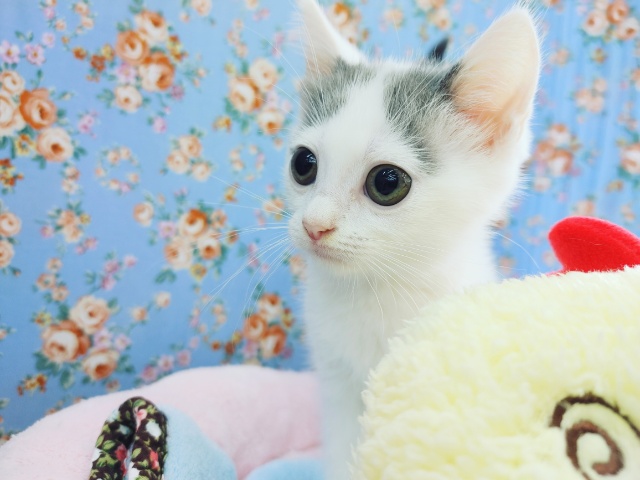 スコティッシュフォールド