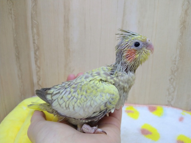 オカメインコ