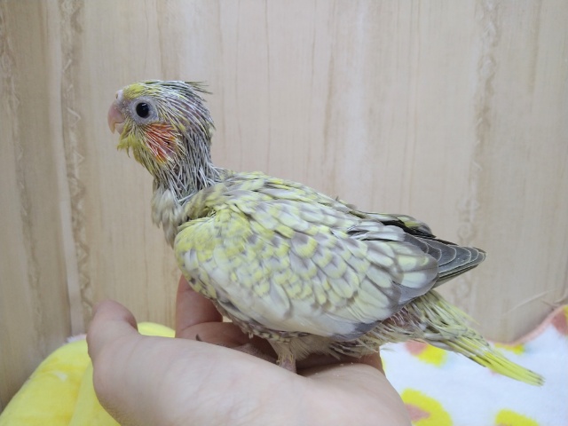 オカメインコ