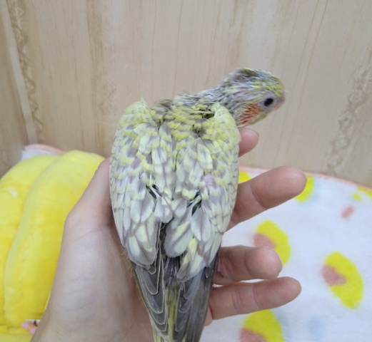 オカメインコ