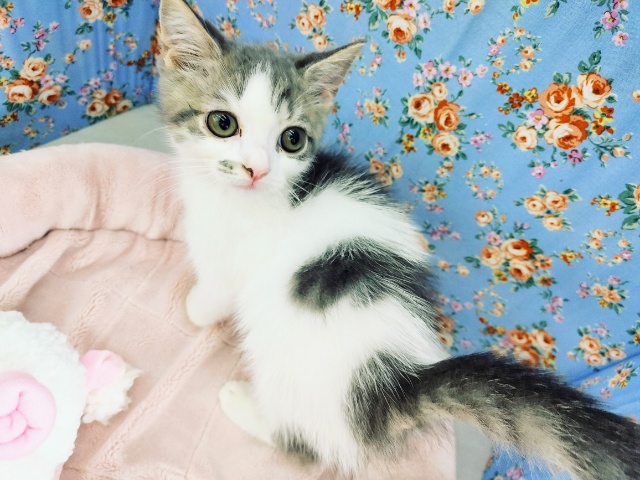 模様が個性的!!マンチカンの男の子入荷しました♥️ マンチカン