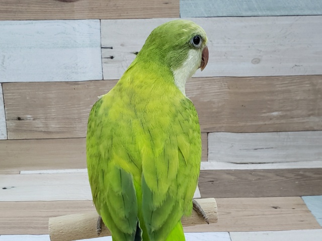 オキナインコ
