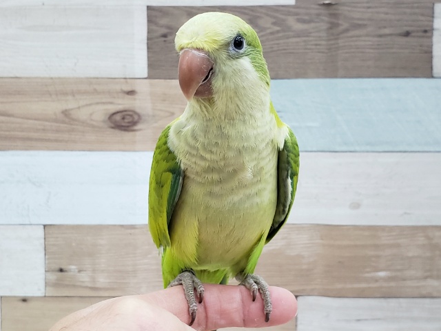 オキナインコ