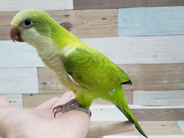 オキナインコ