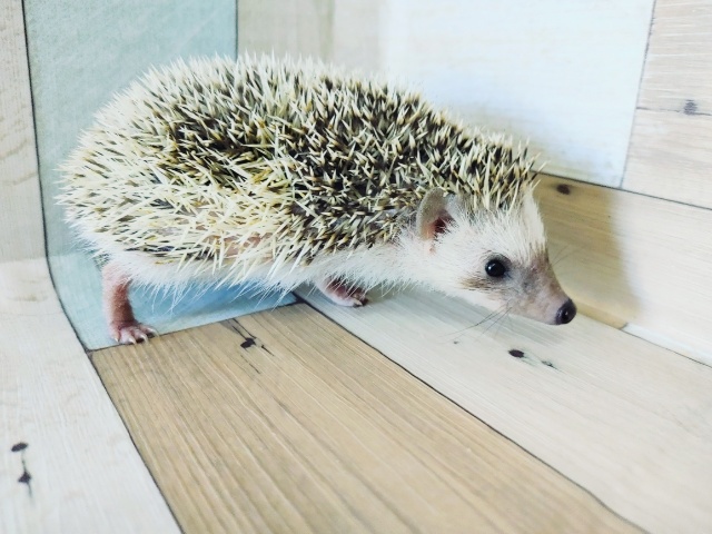 抱っこできちゃう♥️ヨツユビハリネズミちゃん! ハリネズミ(ヨツユビハリネズミ)