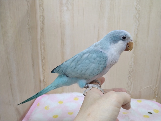 オキナインコ