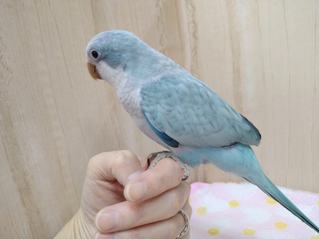 オキナインコ