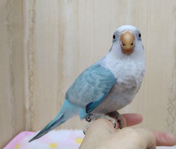 オキナインコ