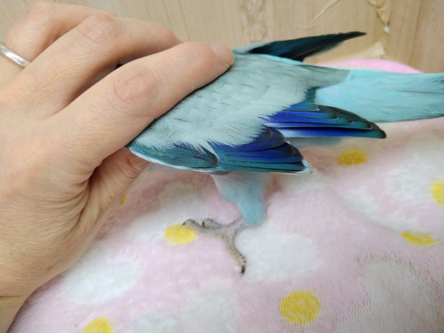オキナインコ
