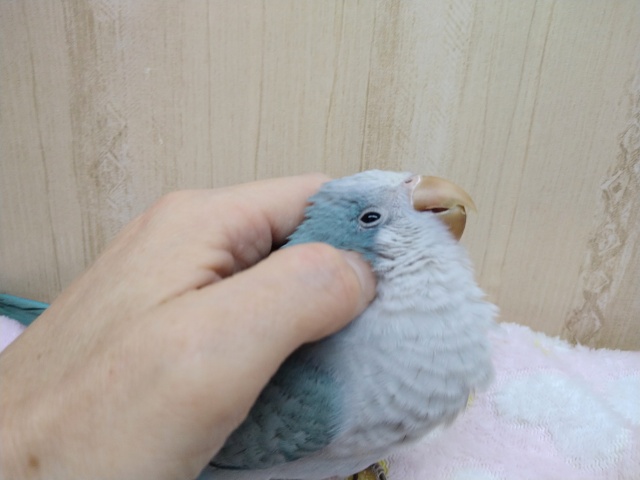 オキナインコ
