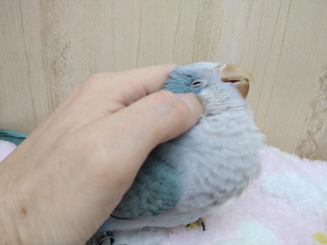 オキナインコ