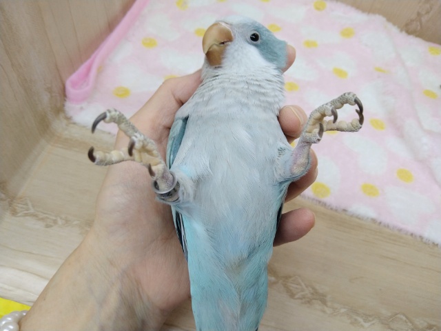 オキナインコ