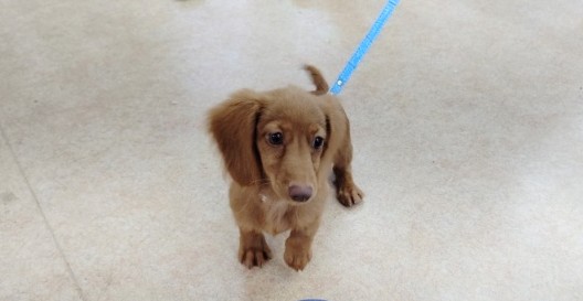 ミニチュアダックス