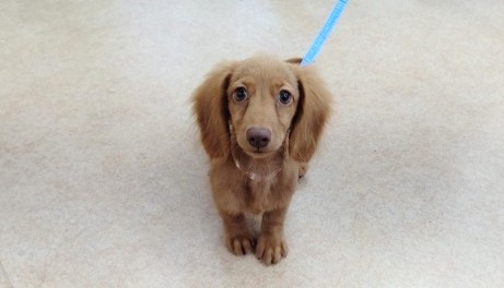 ミニチュアダックス