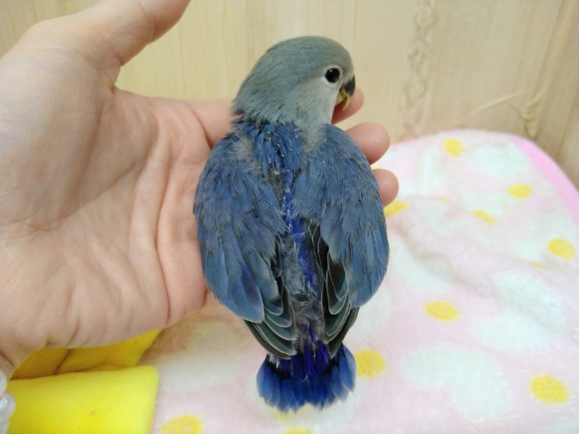 コザクラインコ（小桜インコ）