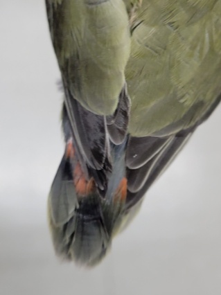 コザクラインコ（小桜インコ）