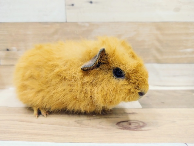 メリノモルモット