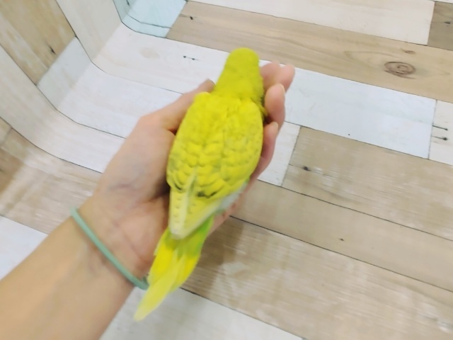ジャンボセキセイインコ