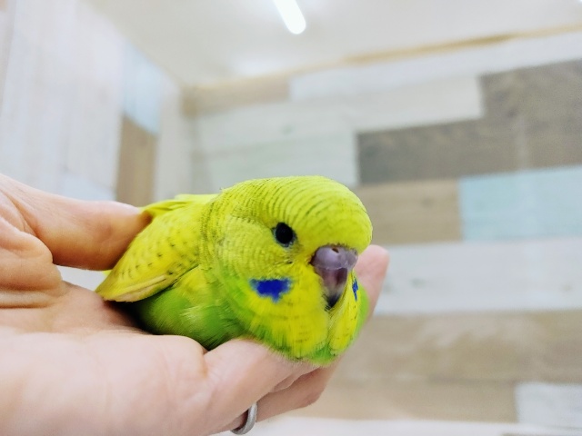 ジャンボセキセイインコ