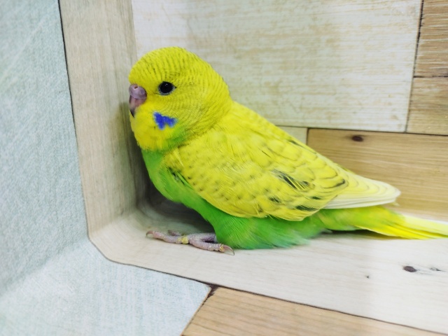 ジャンボセキセイインコ