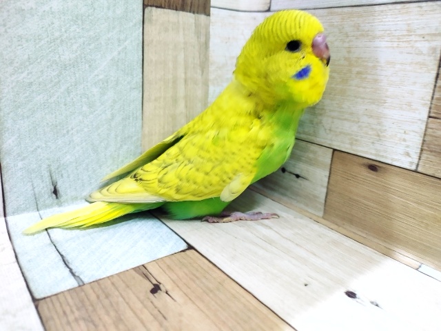 ジャンボセキセイインコ