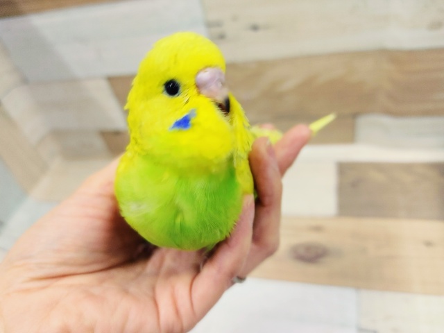 ジャンボセキセイインコ