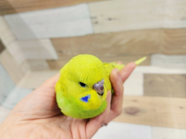 ジャンボセキセイインコ