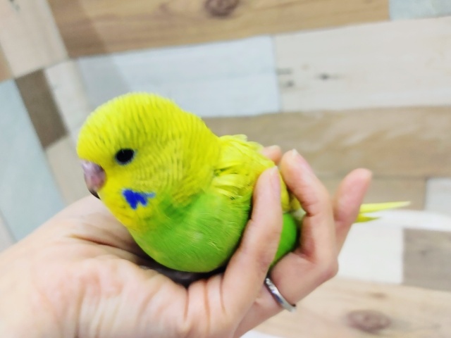 ジャンボセキセイインコ