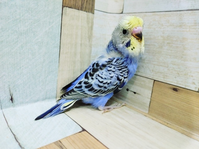 梵天セキセイインコ