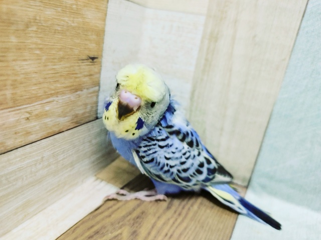 梵天セキセイインコ