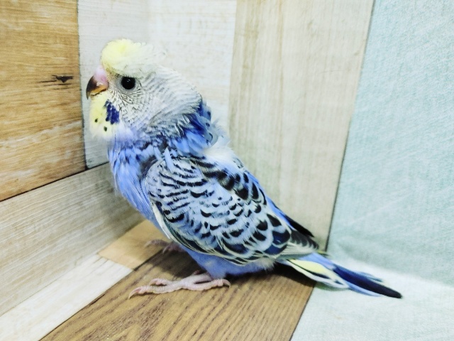梵天セキセイインコ