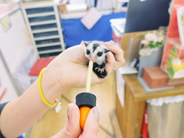 激かわなモモンガベビーくん入荷しました♥️ フクロモモンガ