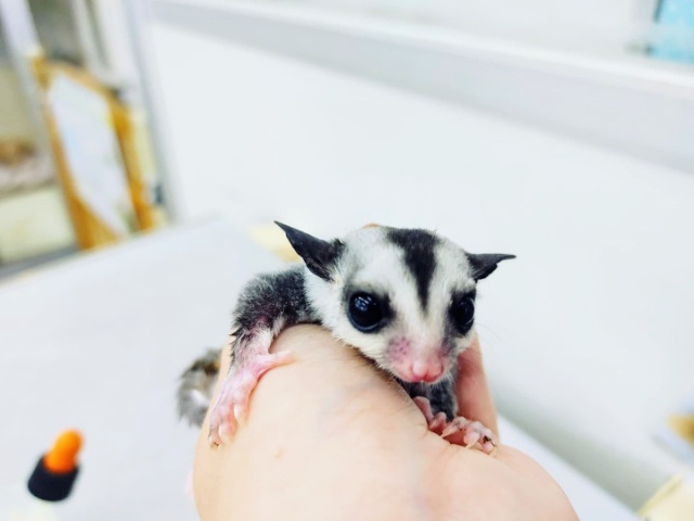 激かわなモモンガベビーくん入荷しました♥️ フクロモモンガ