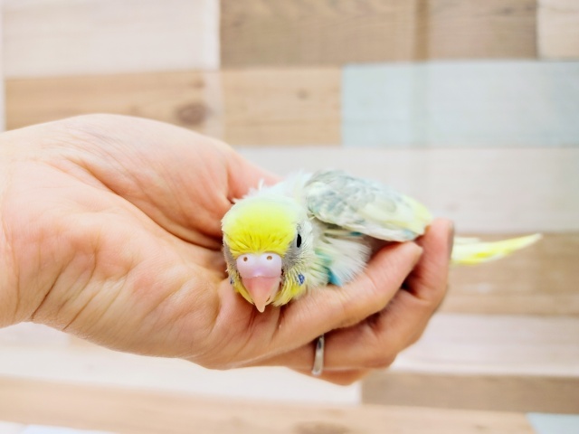 セキセイインコ
